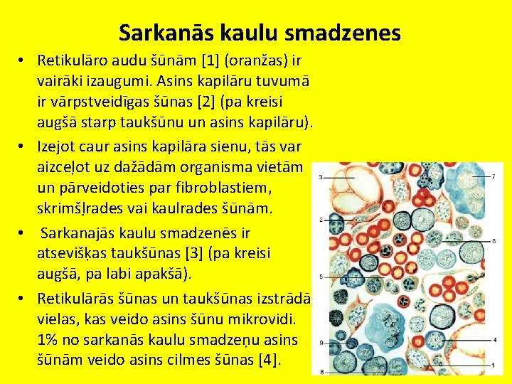 Sarkanās kaulu smadzenes • Retikulāro audu šūnām [1] (oranžas) ir vairāki izaugumi. Asins kapilāru