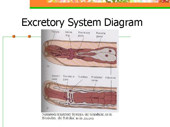 Excretory System Diagram 