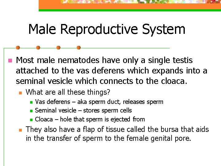 Male Reproductive System n Most male nematodes have only a single testis attached to