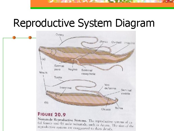Reproductive System Diagram 