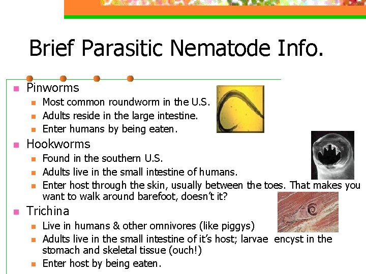 Brief Parasitic Nematode Info. n Pinworms n n Hookworms n n Most common roundworm
