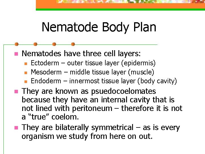 Nematode Body Plan n Nematodes have three cell layers: n n n Ectoderm –