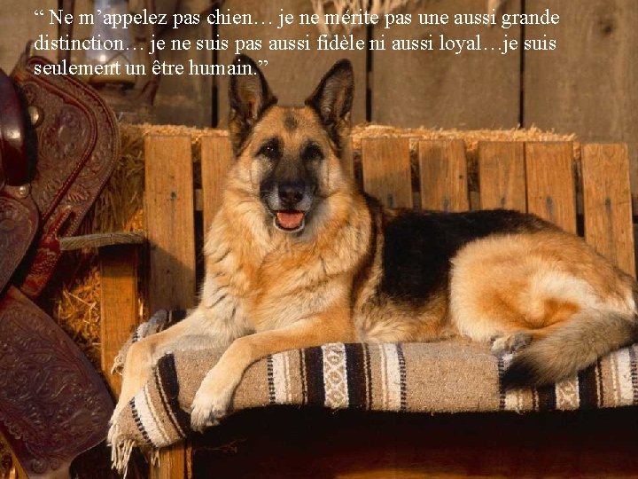“ Ne m’appelez pas chien… je ne mérite pas une aussi grande distinction… je