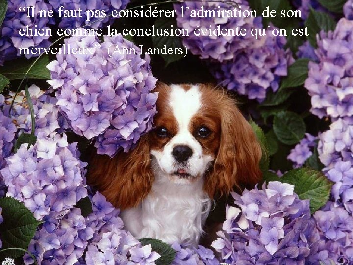 “Il ne faut pas considérer l’admiration de son chien comme la conclusion évidente qu’on