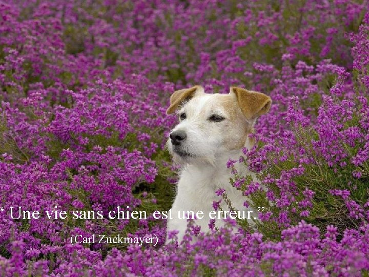 “ Une vie sans chien est une erreur. ” (Carl Zuckmayer) 