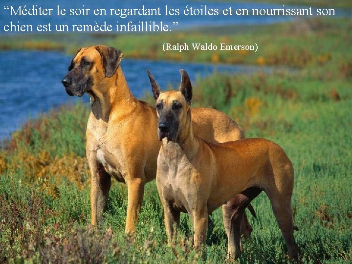 “Méditer le soir en regardant les étoiles et en nourrissant son chien est un