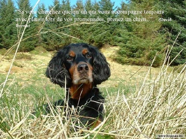 “Si vous cherchez quelqu’un qui vous accompagne toujours avec plaisir lors de vos promenades,