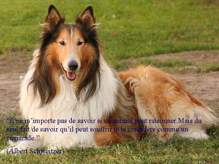 “Il ne m’importe pas de savoir si un animal peut raisonner. Mais du seul