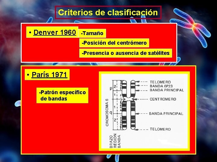 Criterios de clasificación • Denver 1960 -Tamaño -Posición del centrómero -Presencia o ausencia de Criterios de clasificación • Denver 1960 -Tamaño -Posición del centrómero -Presencia o ausencia de