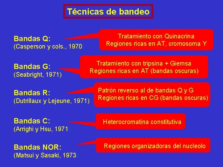 Técnicas de bandeo Bandas Q: (Casperson y cols. , 1970) Bandas G: (Seabright, 1971) Técnicas de bandeo Bandas Q: (Casperson y cols. , 1970) Bandas G: (Seabright, 1971)
