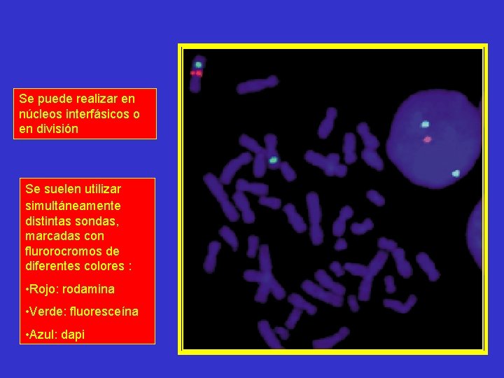 Se puede realizar en núcleos interfásicos o en división Se suelen utilizar simultáneamente distintas Se puede realizar en núcleos interfásicos o en división Se suelen utilizar simultáneamente distintas