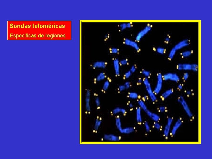 Sondas teloméricas Especificas de regiones Sondas teloméricas Especificas de regiones