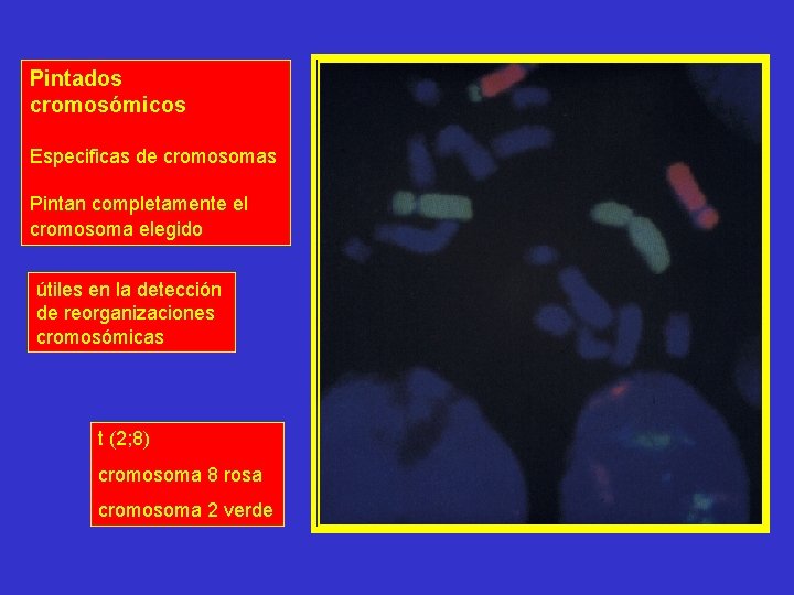 Pintados cromosómicos Especificas de cromosomas Pintan completamente el cromosoma elegido útiles en la detección Pintados cromosómicos Especificas de cromosomas Pintan completamente el cromosoma elegido útiles en la detección