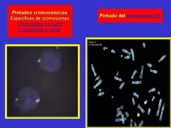 Pintados cromosómicos Especificas de cromosomas Cromosoma x rosado Cromosoma y verde Pintado del cromosoma Pintados cromosómicos Especificas de cromosomas Cromosoma x rosado Cromosoma y verde Pintado del cromosoma