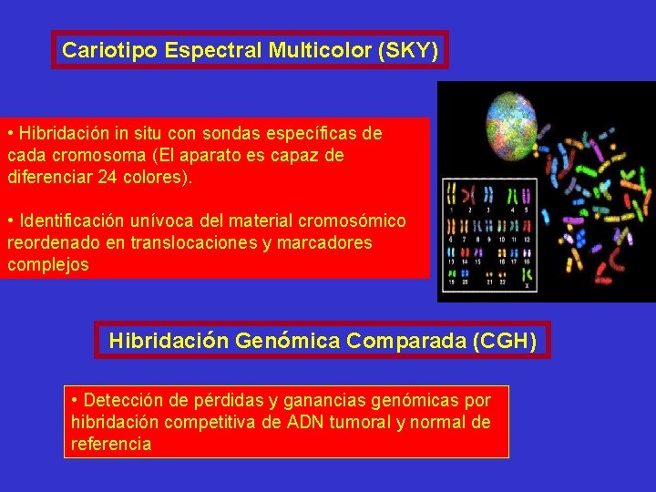 Cariotipo Espectral Multicolor (SKY) • Hibridación in situ con sondas específicas de cada cromosoma Cariotipo Espectral Multicolor (SKY) • Hibridación in situ con sondas específicas de cada cromosoma