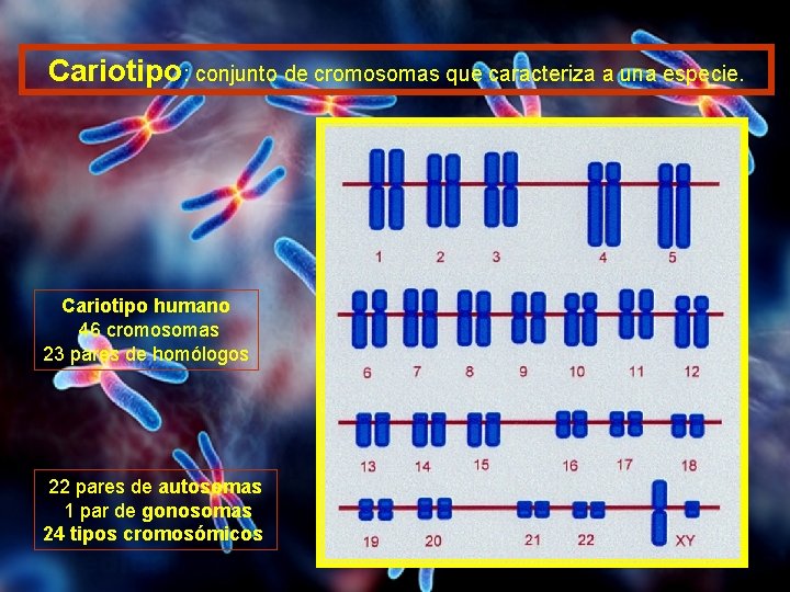 Cariotipo: conjunto de cromosomas que caracteriza a una especie. Cariotipo humano 46 cromosomas 23 Cariotipo: conjunto de cromosomas que caracteriza a una especie. Cariotipo humano 46 cromosomas 23