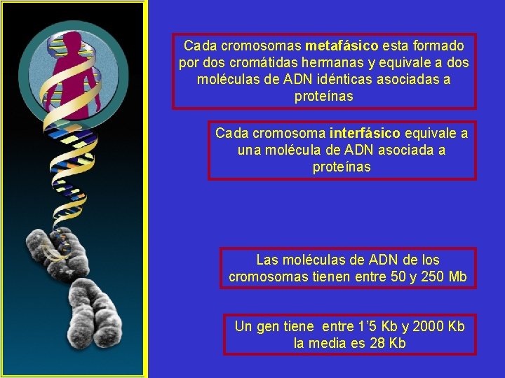 Cada cromosomas metafásico esta formado por dos cromátidas hermanas y equivale a dos moléculas Cada cromosomas metafásico esta formado por dos cromátidas hermanas y equivale a dos moléculas