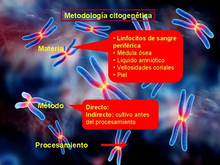 Metodología citogenética • Linfocitos de sangre periférica • Médula ósea • Líquido amniótico • Metodología citogenética • Linfocitos de sangre periférica • Médula ósea • Líquido amniótico •