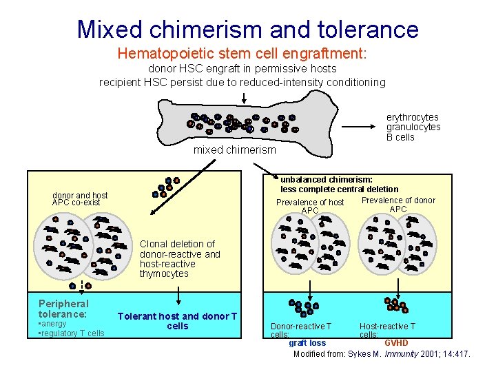 Mixed chimerism and tolerance Hematopoietic stem cell engraftment: donor HSC engraft in permissive hosts