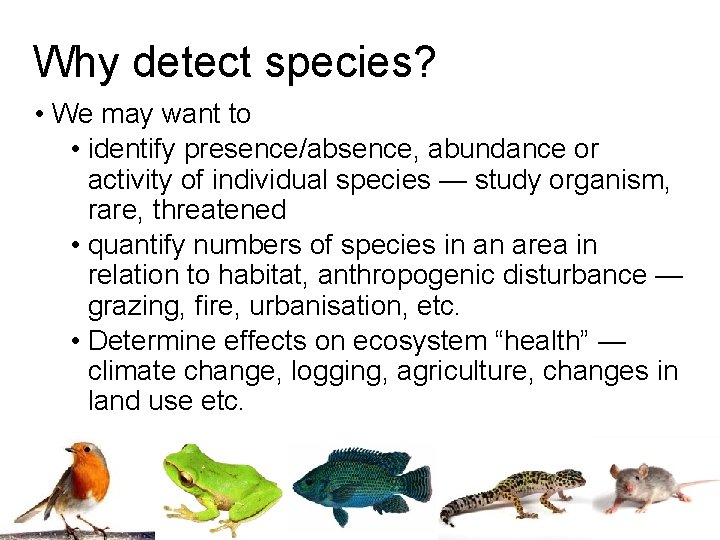 Using Animal Audio for Species Detection Lin Schwarzkopf