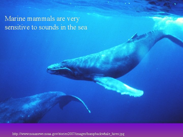Marine mammals are very sensitive to sounds in the sea http: //www. noaanews. noaa.