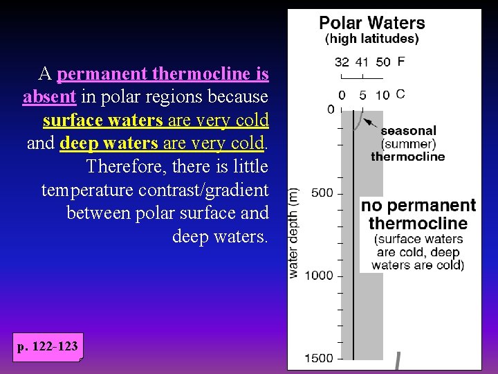 A permanent thermocline is absent in polar regions because surface waters are very cold