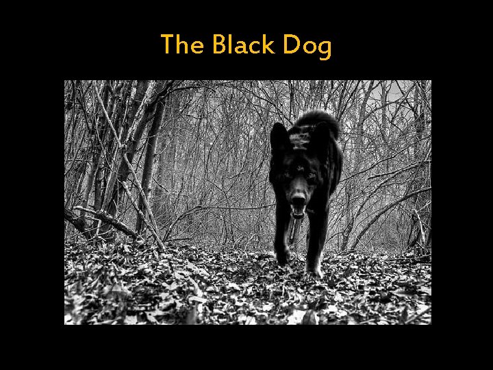The Black Dog 