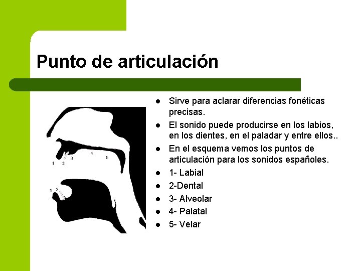 Punto de articulación l l l l Sirve para aclarar diferencias fonéticas precisas. El