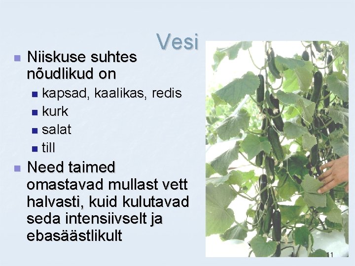 n Niiskuse suhtes nõudlikud on Vesi kapsad, kaalikas, redis n kurk n salat n