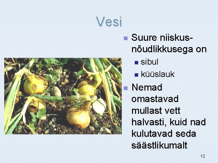 Vesi n Suure niiskusnõudlikkusega on sibul n küüslauk n n Nemad omastavad mullast vett