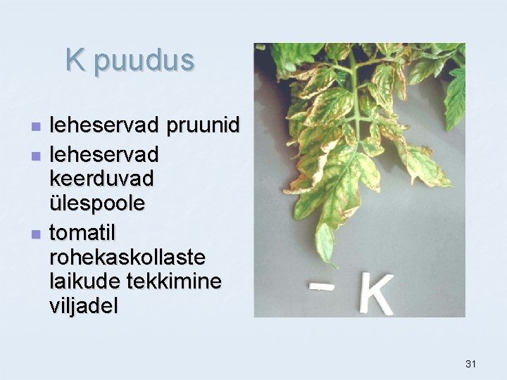 K puudus n n n leheservad pruunid leheservad keerduvad ülespoole tomatil rohekaskollaste laikude tekkimine