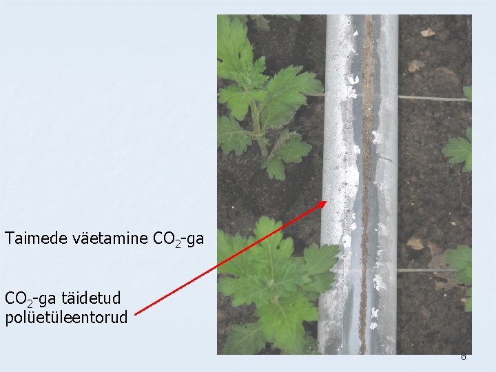 Taimede väetamine CO 2 -ga täidetud polüetüleentorud 8 
