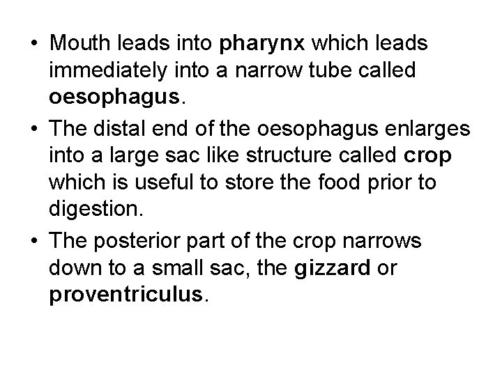  • Mouth leads into pharynx which leads immediately into a narrow tube called