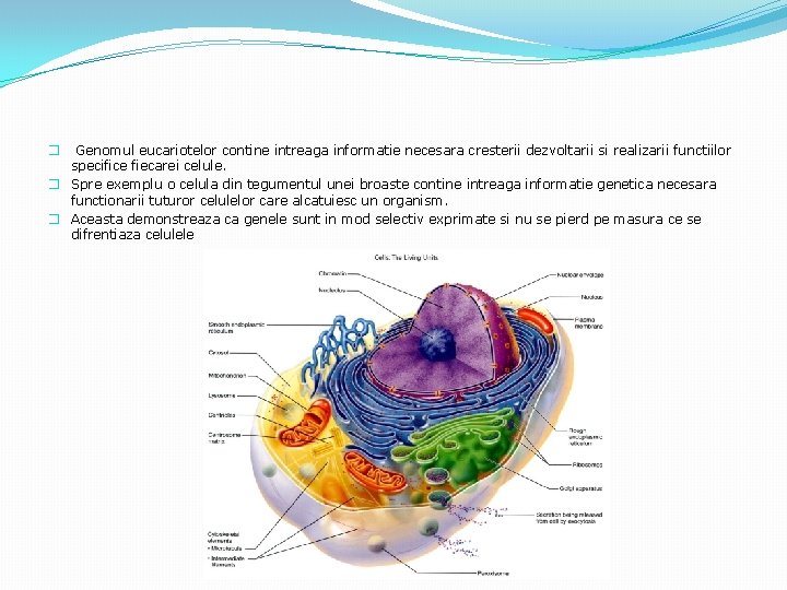 Genomul eucariotelor contine intreaga informatie necesara cresterii dezvoltarii si realizarii functiilor specifice fiecarei celule.