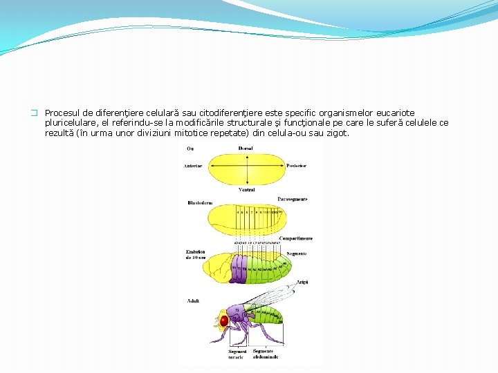 � Procesul de diferenţiere celulară sau citodiferenţiere este specific organismelor eucariote pluricelulare, el referindu-se
