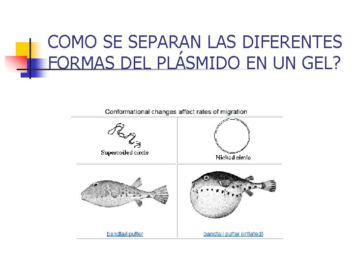 COMO SE SEPARAN LAS DIFERENTES FORMAS DEL PLÁSMIDO EN UN GEL? 