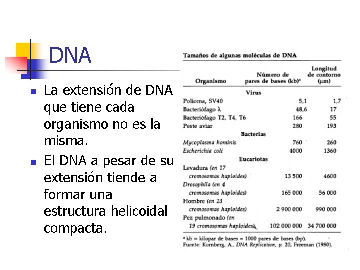 DNA n n La extensión de DNA que tiene cada organismo no es la