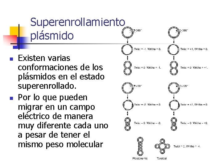 Superenrollamiento plásmido n n Existen varias conformaciones de los plásmidos en el estado superenrollado.