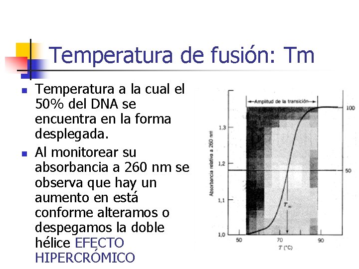 Temperatura de fusión: Tm n n Temperatura a la cual el 50% del DNA