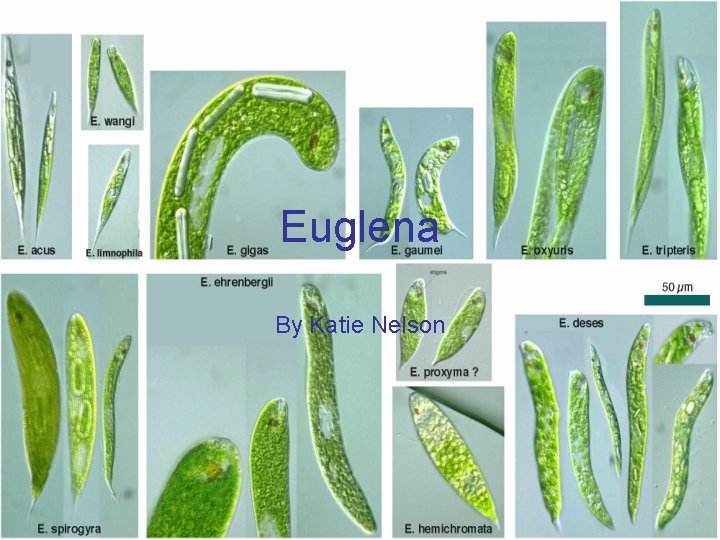 Euglena By Katie Nelson 