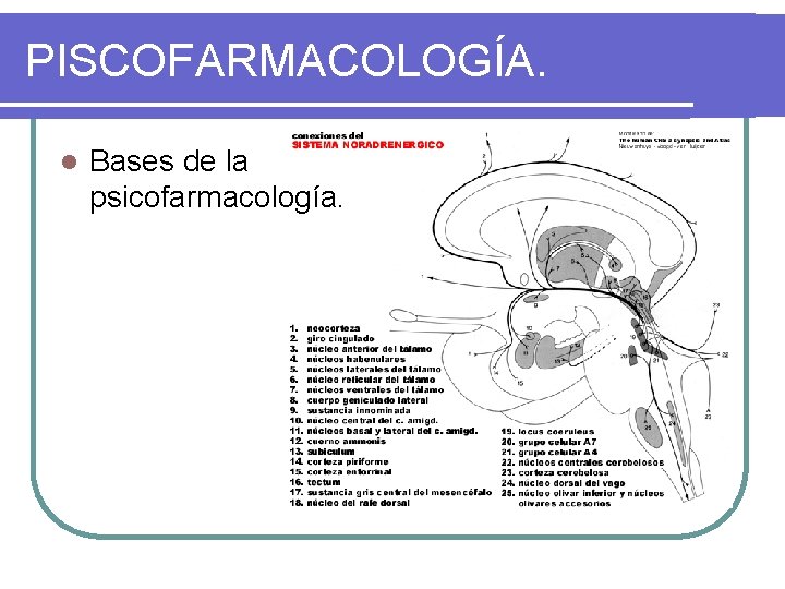 PISCOFARMACOLOGÍA. l Bases de la psicofarmacología. 