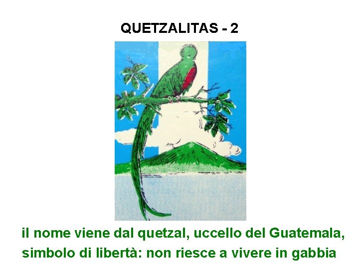 QUETZALITAS - 2 il nome viene dal quetzal, uccello del Guatemala, simbolo di libertà:
