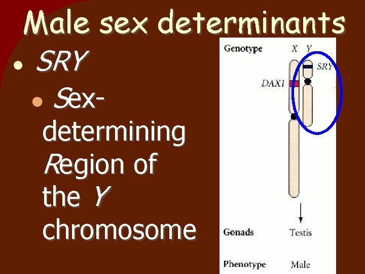 Male sex determinants SRY Sexdetermining Region of the Y chromosome 