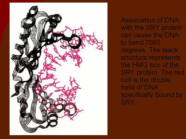 Association of DNA with the SRY protein cause the DNA to bend 7080 degrees.