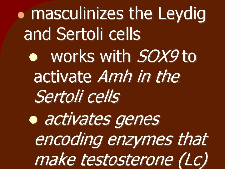 masculinizes the Leydig and Sertoli cells works with SOX 9 to activate Amh in