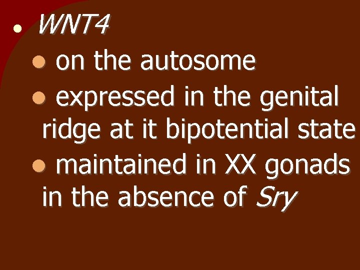  WNT 4 on the autosome expressed in the genital ridge at it bipotential