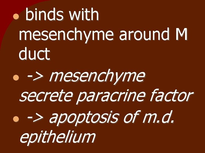 binds with mesenchyme around M duct -> mesenchyme secrete paracrine factor -> apoptosis of