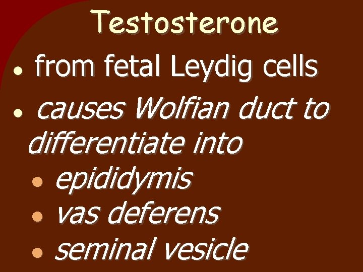 Testosterone from fetal Leydig cells causes Wolfian duct to differentiate into epididymis vas deferens