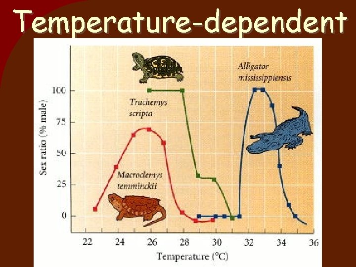 Temperature-dependent 