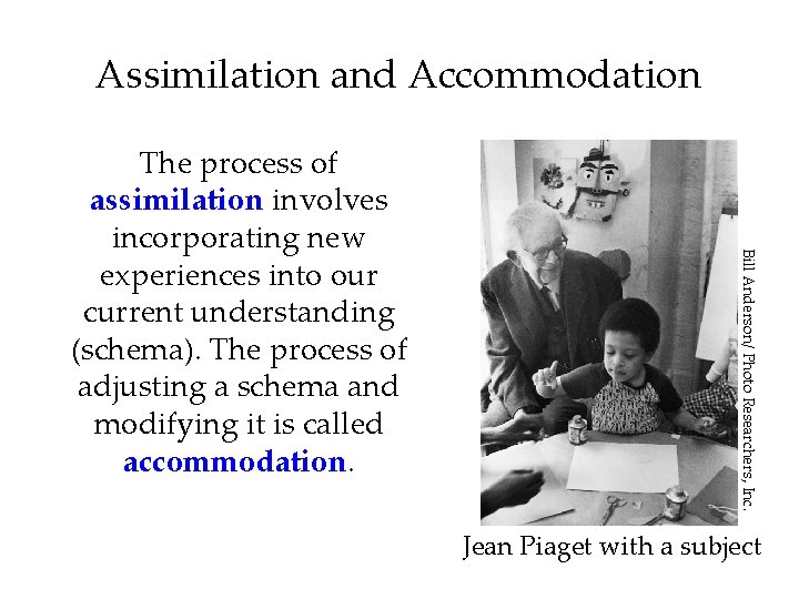 Assimilation and Accommodation Bill Anderson/ Photo Researchers, Inc. The process of assimilation involves incorporating